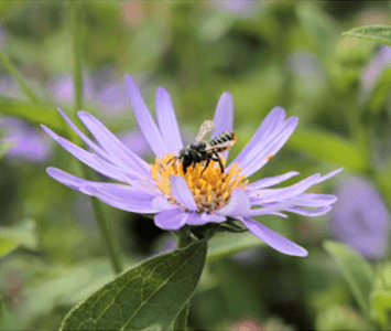 Bee Pollinator Purple Flower