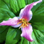 Flower Pollination Pink Image
