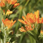 Flower Pollination Orange Image