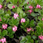 Flower Pollination Multi Pink Image
